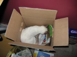 more kittens